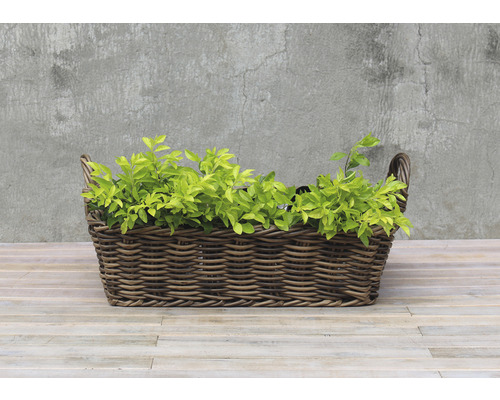 Panier tressé avec plante