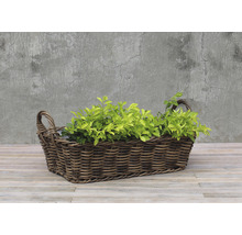 Panier décoratif en osier avec des plantes pour l''intérieur et l''extérieur