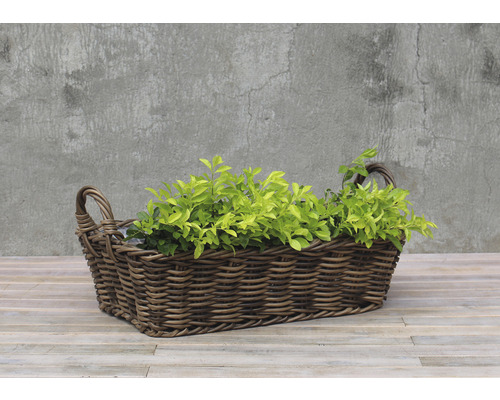 Panier décoratif en osier avec des plantes pour l''intérieur et l''extérieur