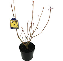Azalée jaune FloraSelf Rhododendron luteum 'Sonnenköpfchen' h 40-50 cm Co 5 l, azalée à feuilles caduques