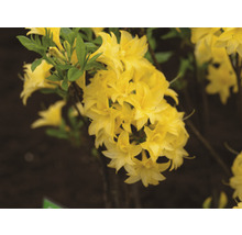Azalée jaune FloraSelf Rhododendron luteum 'Sonnenköpfchen' h 40-50 cm Co 5 l, azalée à feuilles caduques