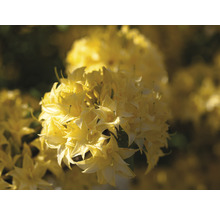 Azalée jaune FloraSelf Rhododendron luteum 'Sonnenköpfchen' h 40-50 cm Co 5 l, azalée à feuilles caduques