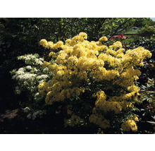 Azalée jaune FloraSelf Rhododendron luteum 'Sonnenköpfchen' h 40-50 cm Co 5 l, azalée à feuilles caduques