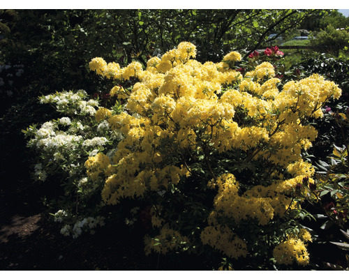 Azalée jaune FloraSelf Rhododendron luteum 'Sonnenköpfchen' h 40-50 cm Co 5 l, azalée à feuilles caduques
