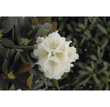 Gros plan sur une fleur de rhododendron blanche dans le jardin