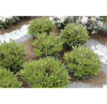 Aménagement de jardin avec rhododendrons, gravier et morceaux de verre