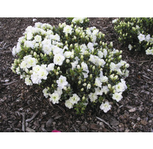 Japanische Azalee FloraSelf Rhododendron obtusum 'Schneeperle' H 25-30 cm Co 3 L