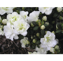 Japanische Azalee FloraSelf Rhododendron obtusum 'Schneeperle' H 25-30 cm Co 3 L