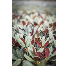 Nahaufnahme von Rhododendronblättern in einem Beet