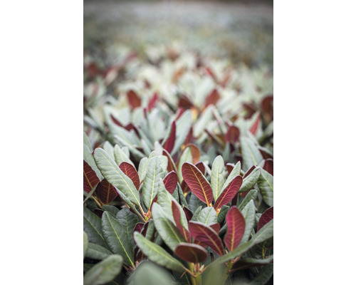 Rhododendron à grosses fleurs FloraSelf Rhododendron Hybride ’Wine and Roses' ® h 30-40 cm Co 5 l