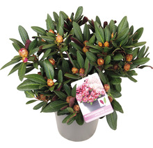 Rhododendron in einem Topf mit Blättern und Blütenknospen