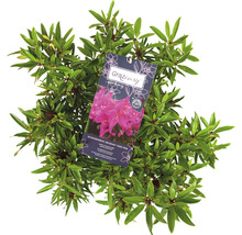 Rhododendron Graziösbusch mit Etikett