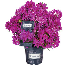 Rhododendron Grazeasy im Topf mit zahlreichen Blüten