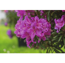 Nahaufnahme einer lila blühenden Rhododendron Pflanze