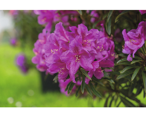 Rhododendron FloraSelf Rhododendron ponticum Grazeasy® 'Dark Pink' by INKARHO ® h 30-40 cm Co 5 l tolérant au calcaire