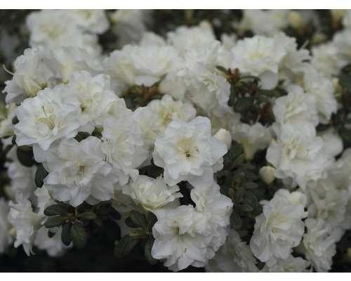 Azalée du Japon FloraSelf Rhododendron obtusum 'White Pearl' h 30-40 cm Co 5 l