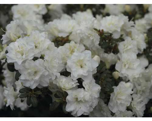 Azalée du Japon FloraSelf Rhododendron obtusum 'White Pearl' h 30-40 cm Co 5 l Gros plan d''un azalée blanc