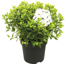 Houx japonais en pot