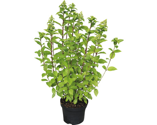 Hortensia paniculé Hydrangea paniculata 'Limelight'® h 40-50 cm Co 3 l