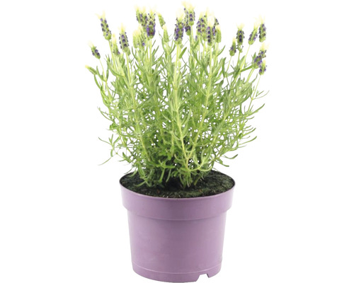 Schopflavendel FloraSelf Lavandula stoechas ‘Anouk‘ H 20-25 cm Ø 15 cm Topf weiss