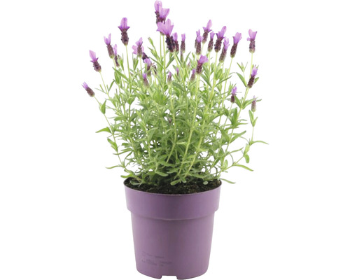 Schopflavendel FloraSelf Lavandula stoechas ‘Anouk‘ H 20-25 cm Ø 15 cm Topf rosa