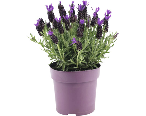 Lavande papillon FloraSelf Lavandula stoechas 'Anouk Premium Star' h 20-25 cm pot Ø 15 cm