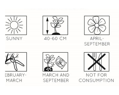 Pflanzinformationen: sonniger Standort, Wuchshöhe 40 bis 60 cm, Blütezeit April bis September, Rückschnitt Februar bis März, Aussaat März und September, nicht zum Verzehr geeignet