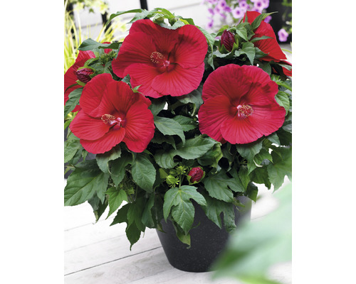 Riesenhibiskus rot FloraSelf Hibiscus moscheutos Extreme H 50-60 cm Co 5 L