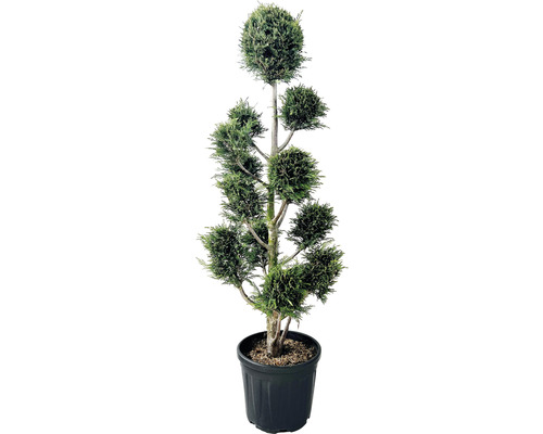 Cyprès de Leyland PonPon FloraSelf Cupressocyparis leylandii h 130-150 cm Co 18 l Cypres décoratif en pot avec taille de forme artistique pour le jardin
