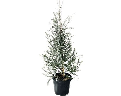 Eucalyptus pyramide FloraSelf Eukalyptus gunnii 'Azura' h 100-120 cm pot Ø 36 cm Eucalyptus en pot