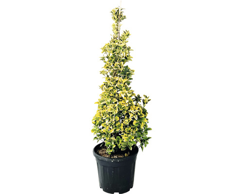 Fusain du Japon jaune multicolore pyramide FloraSelf Euonymus japonicus 'Aurea' h 100-120 cm Co 20 l