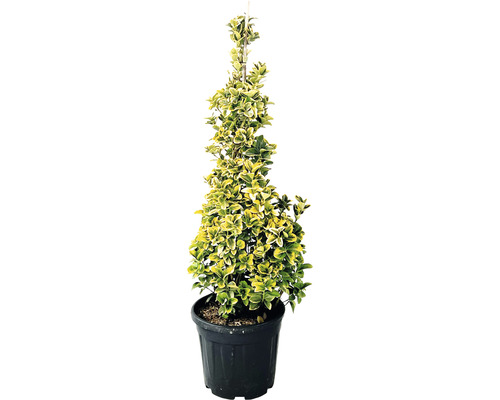 Gelbbunter Spindelstrauch Pyramide FloraSelf Euonymus japonicus 'Aurea' H 100-120 cm Co 20 L