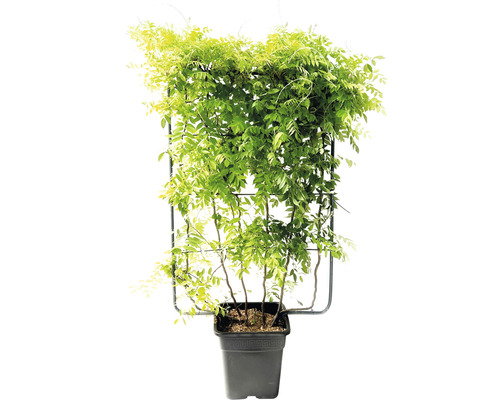 Glycine de Chine espalier FloraSelf Wisteria sinensis h120xl80 cm Co 30 l Glycine sur support à grimper en pot