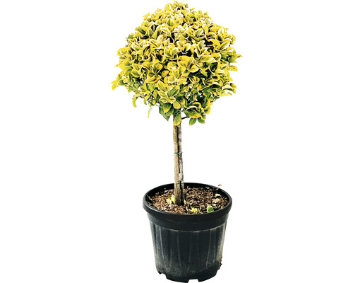 Fusain du Japon jaune multicolore arbuste FloraSelf Eunonymus japonicus 'Aurea' hauteur de tige 45 cm Co 15 l