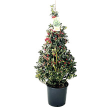 Stechpalme Pyramide FloraSelf Ilex aquifolium 'Alaska' H 100-120 cm Co 20 L