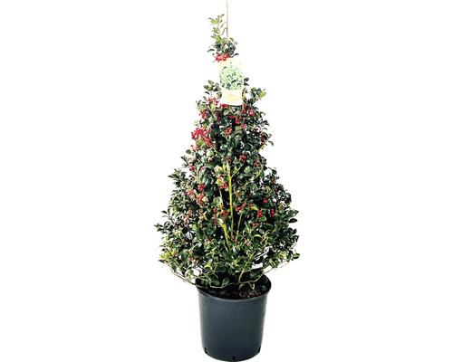 Stechpalme Pyramide FloraSelf Ilex aquifolium 'Alaska' H 100-120 cm Co 20 L Stechpalme im Topf mit roten Beeren und grünen Blättern