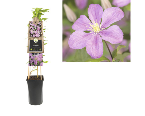 Clématite en pot avec support d''escalade