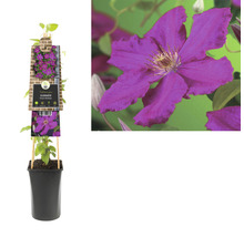 Plante de clématite en pot avec support d''escalade