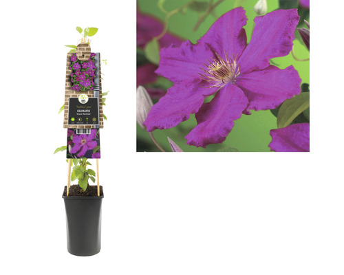 Clematis Pflanze im Topf mit Rankhilfe