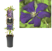 Clématite en pot avec fleur
