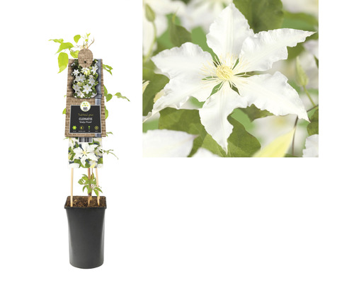 Clematis Pflanze im Topf mit Rankhilfe und Blüte