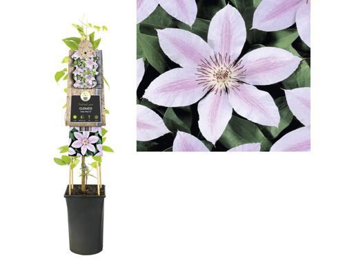 Clematis im Topf mit Rankhilfe