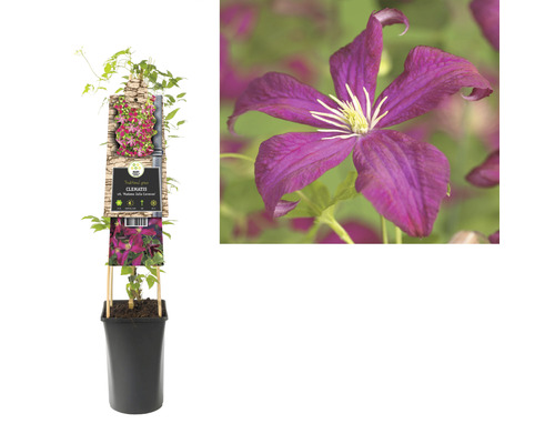 Clematis im Topf mit Blüte