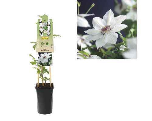 Clematis Miss Bateman im Topf