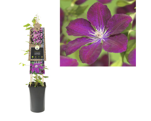 Clematis im Topf mit Rankhilfe