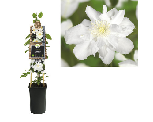 Clematis im Topf mit weißen Blüten