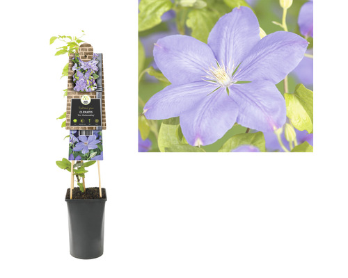 Clematis im Topf mit Blüte