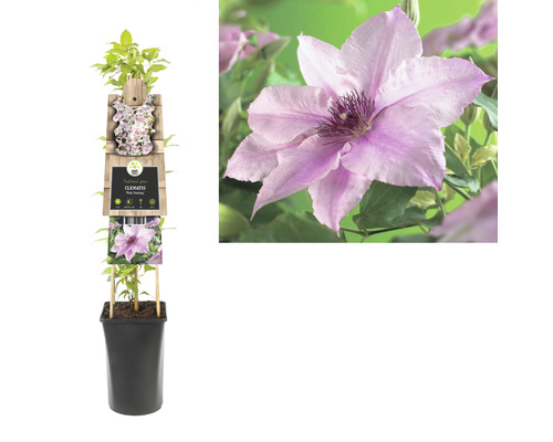 Kletterpflanze Clematis im Topf mit Rankhilfe