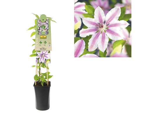 Clematis im Topf mit Rankhilfe