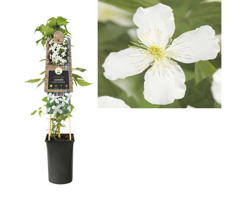 Traditionelle Kletterpflanze Clematis in einem Topf, Nahaufnahme einer Blüte